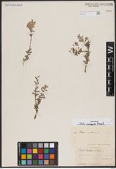 Foto von Salix variegata Franch.